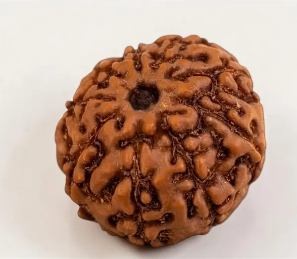 A_S_Ventures_Certified_Original_9_Mukhi_Rudraksha_Bead_Nine_Face_Natural_Rudraksha_Blessed_By_Goddess_Durga_For_Power_Protection_Courage_Success