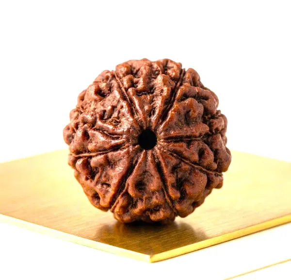 A_S_Ventures_Certified_Original_8_Mukhi_Rudraksha_Bead_Eight_Face_Natural_Rudraksha_Blessed_By_Lord_Ganesha_For_Removing_Obstacles_Attracting_Wealth_Success_Wisdom_Positive_Energy