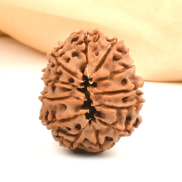 12_Mukhi_Rudraksha_Bead_From_Nepal