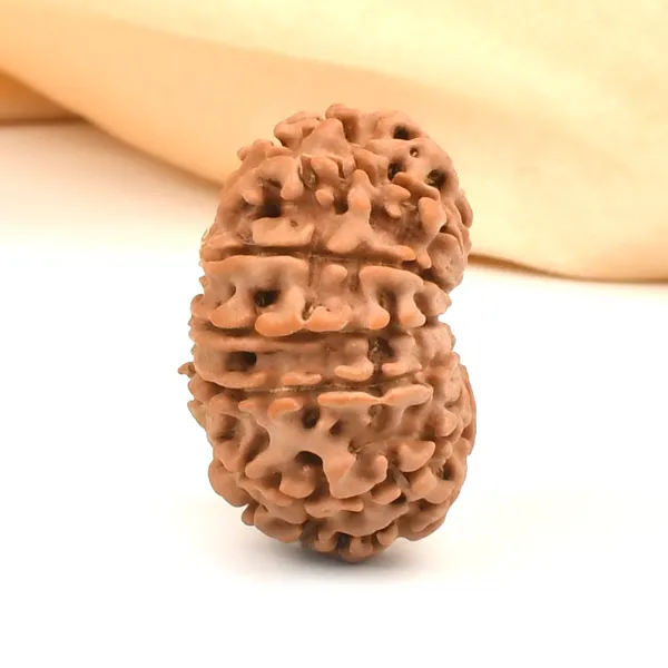 12_Mukhi_Rudraksha_Bead_From_Nepal