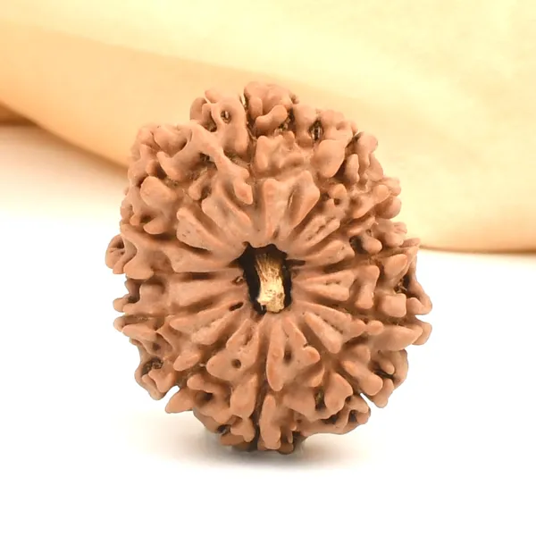 12_Mukhi_Rudraksha_Bead_From_Nepal