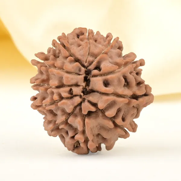 11_Mukhi_From_Nepal_Small_Cccxxxvi