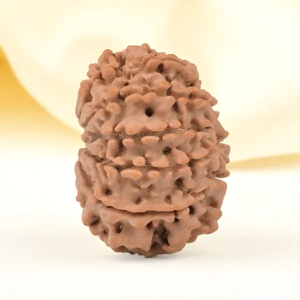11_Mukhi_From_Nepal_Small_Cccxxxvi