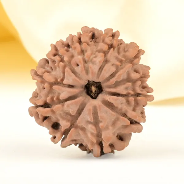 11_Mukhi_From_Nepal_Small_Cccxxxvi