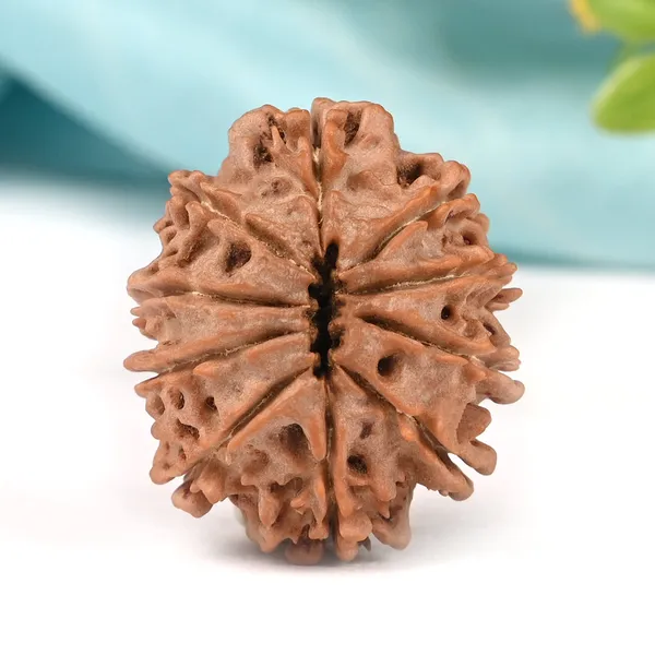 10_Mukhi_From_Nepal_Large_Clxxxiv
