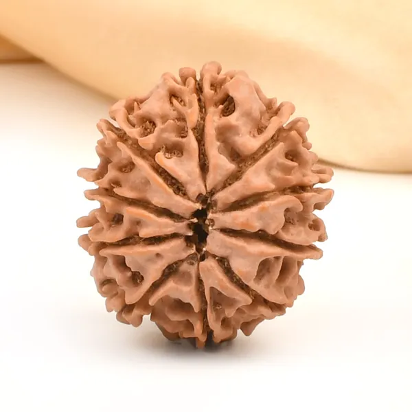 10_Mukhi_Rudraksha_Bead_Nepal
