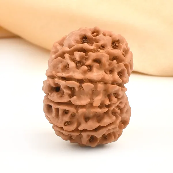10_Mukhi_Rudraksha_Bead_Nepal