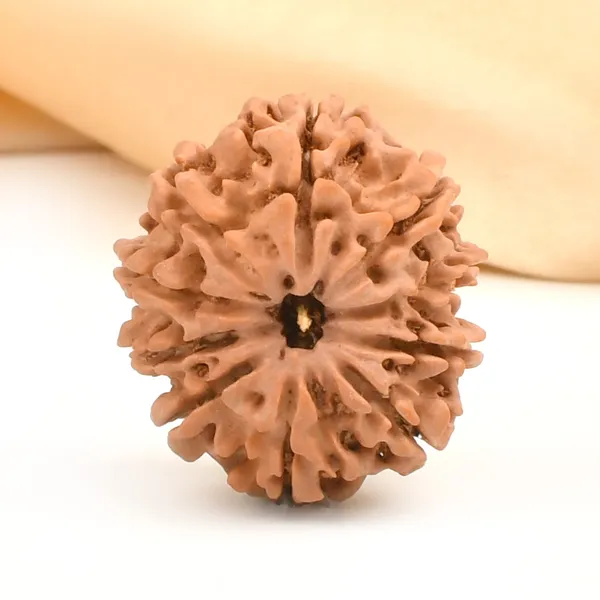 10_Mukhi_Rudraksha_Bead_Nepal