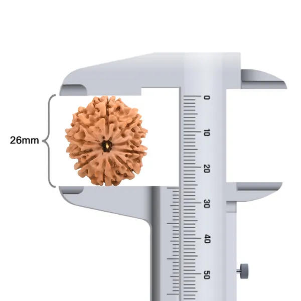 10_Mukhi_Rudraksha_Bead_Nepal