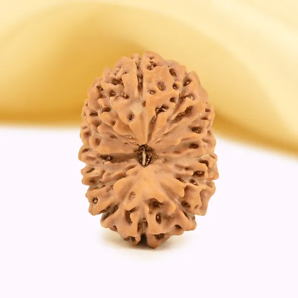 15_Mukhi_From_Java_Indonesia_Large_Clii