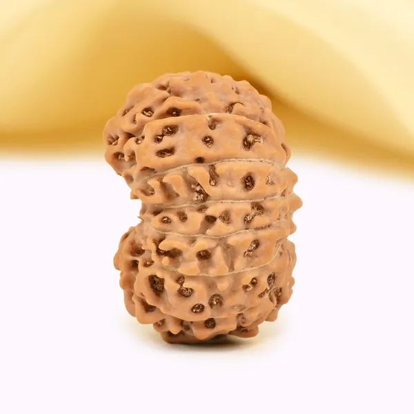 15_Mukhi_From_Java_Indonesia_Large_Clii