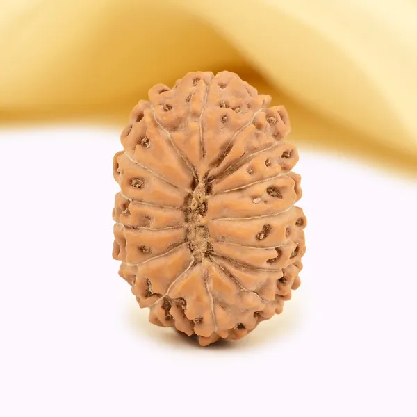 15_Mukhi_From_Java_Indonesia_Large_Clii