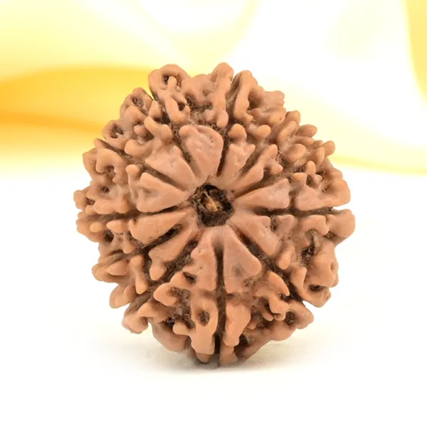 11_Mukhi_From_Nepal_Small_Cccxxxi