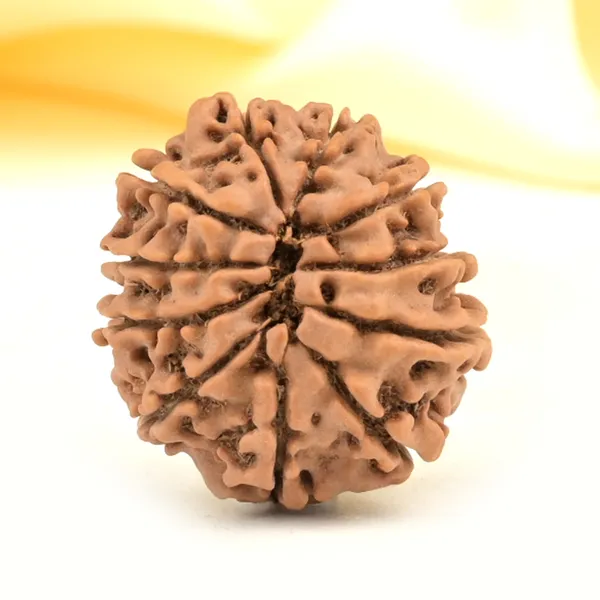 11_Mukhi_From_Nepal_Small_Cccxxxi