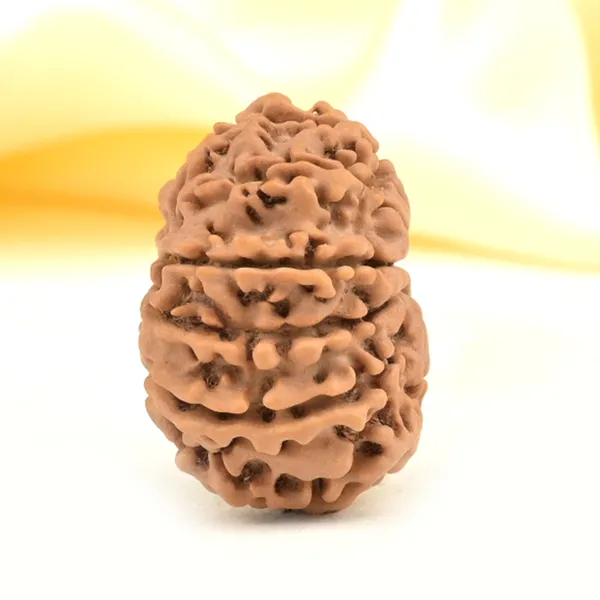 11_Mukhi_From_Nepal_Small_Cccxxxi