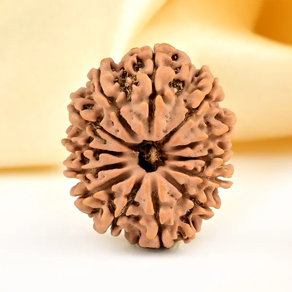 Techpandit_13_Mukhi_Rudraksha_Bead_Nepal_Origin