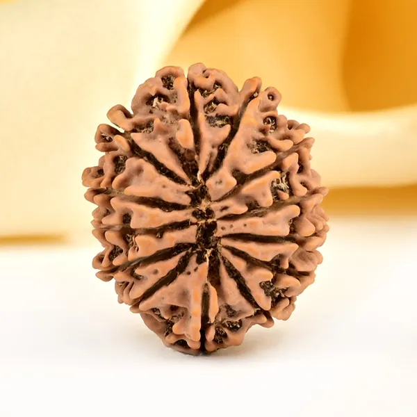 Techpandit_13_Mukhi_Rudraksha_Bead_Nepal_Origin