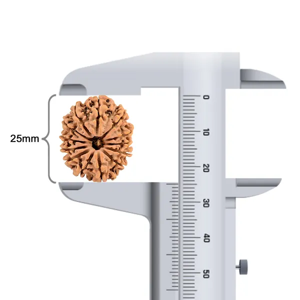 Techpandit_13_Mukhi_Rudraksha_Bead_Nepal_Origin