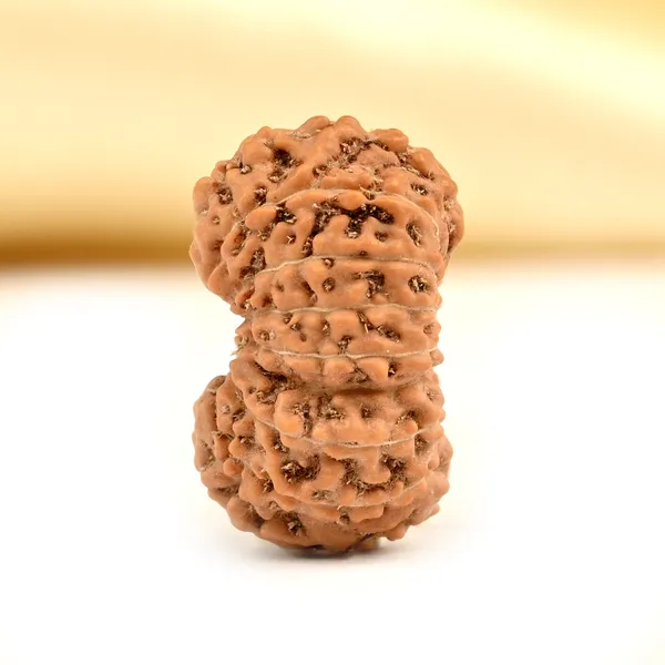 Techpandit_17_Mukhi_Rudraksha_Bead_Indonesia