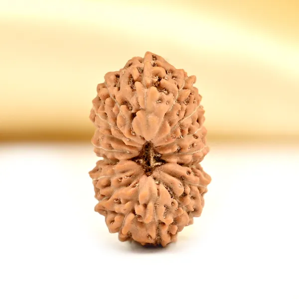 Techpandit_17_Mukhi_Rudraksha_Bead_Indonesia
