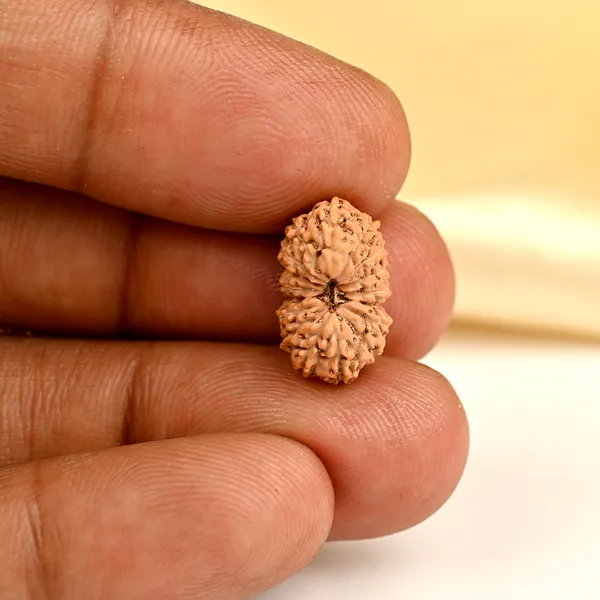 Techpandit_17_Mukhi_Rudraksha_Bead_Indonesia
