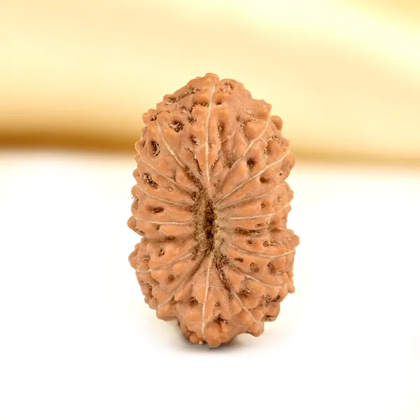 Techpandit_17_Mukhi_Rudraksha_Bead_Indonesia