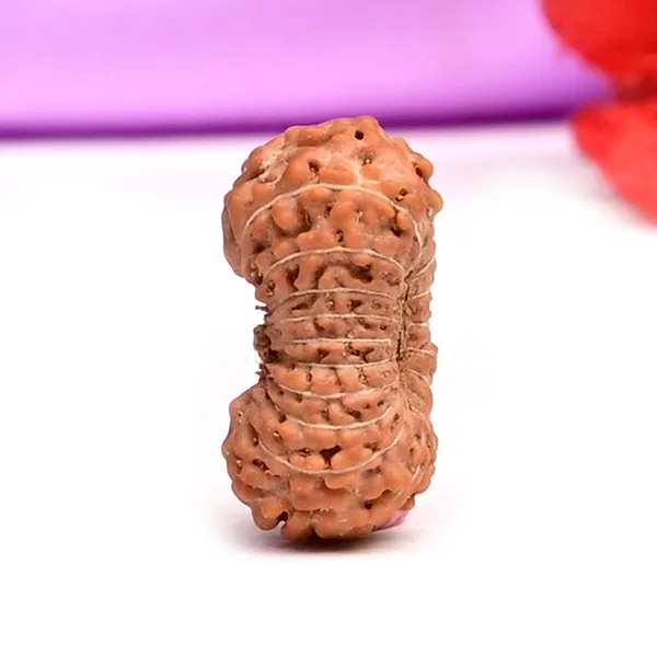 19_Mukhi_From_Java_Indonesia_Small_Cxxiii