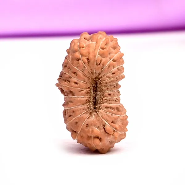 19_Mukhi_From_Java_Indonesia_Small_Cxxiii