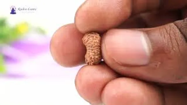 19_Mukhi_From_Java_Indonesia_Small_Cxxiii