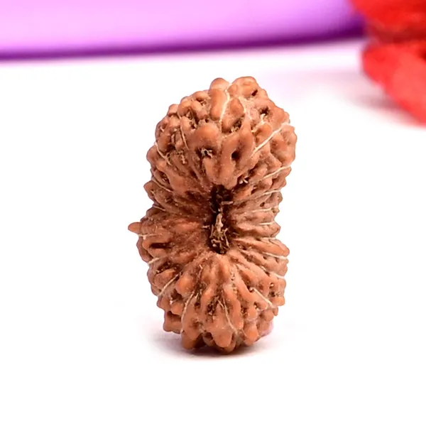 19_Mukhi_From_Java_Indonesia_Small_Cxxiii