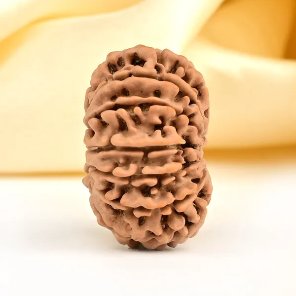 13_Mukhi_From_Nepal_Small_Ccclxxxi