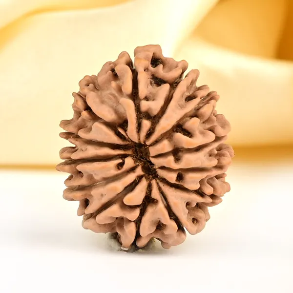 13_Mukhi_From_Nepal_Small_Ccclxxxi