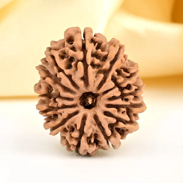 13_Mukhi_From_Nepal_Small_Ccclxxxi