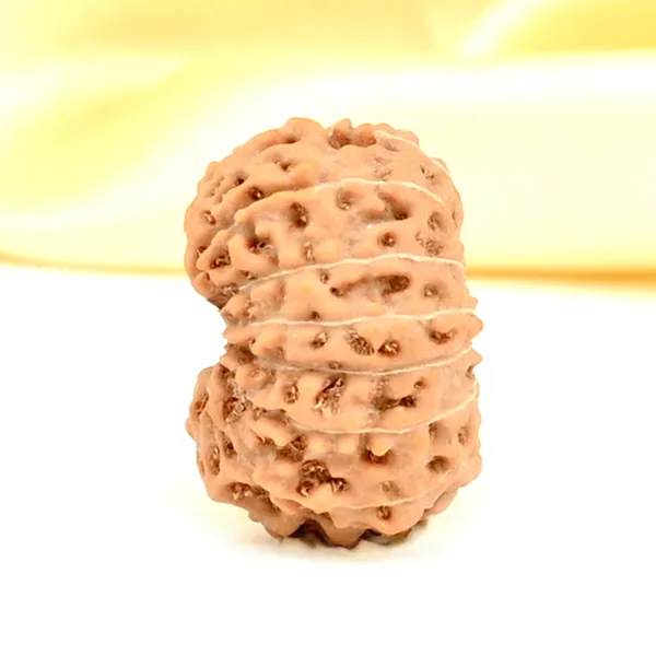 14_Mukhi_From_Java_Indonesia_Small_Cdxxxviii