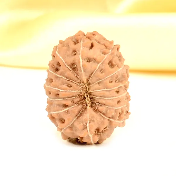 14_Mukhi_From_Java_Indonesia_Small_Cdxxxviii