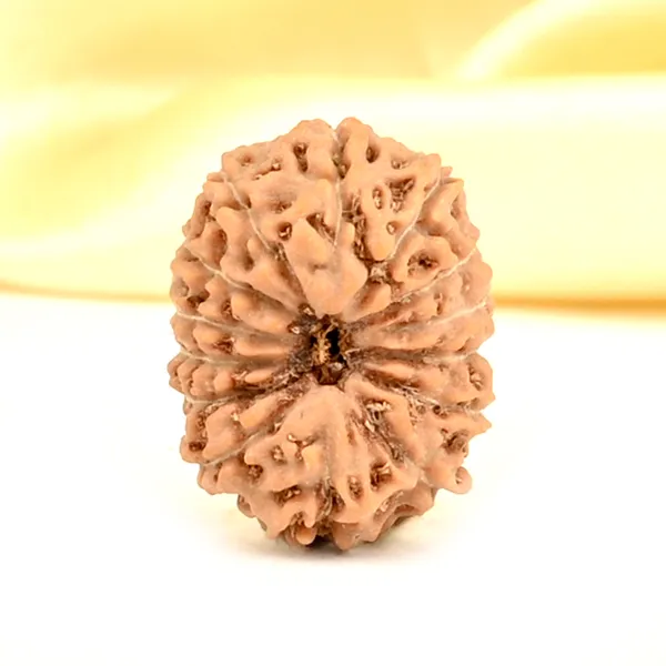 14_Mukhi_From_Java_Indonesia_Small_Cdxxxviii