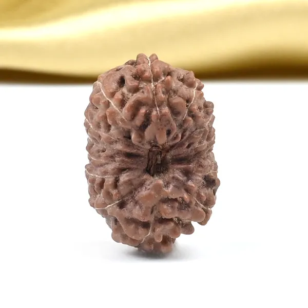 14_Mukhi_From_Java_Indonesia_Large_Clxxxiii