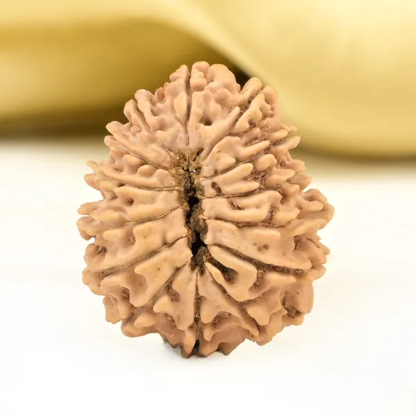 14_Mukhi_Rudraksha_Bead_Nepal_Origin_Deva_Mani