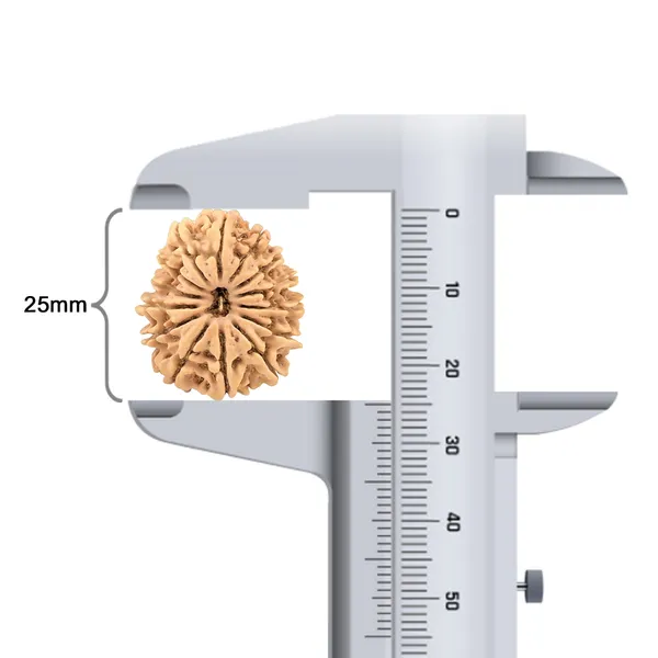 14_Mukhi_Rudraksha_Bead_Nepal_Origin_Deva_Mani