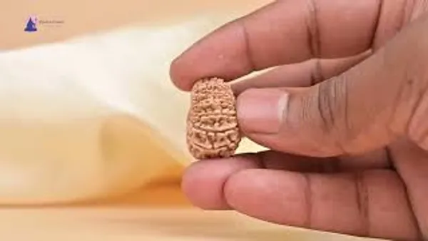 14_Mukhi_Rudraksha_Bead_Nepal_Origin_Deva_Mani