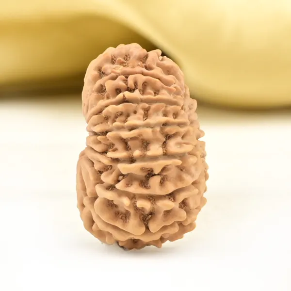 14_Mukhi_Rudraksha_Bead_Nepal_Origin_Deva_Mani