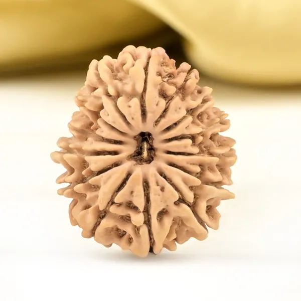14_Mukhi_Rudraksha_Bead_Nepal_Origin_Deva_Mani