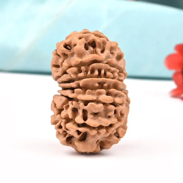 14_Mukhi_From_Nepal_Large_Lxxxii