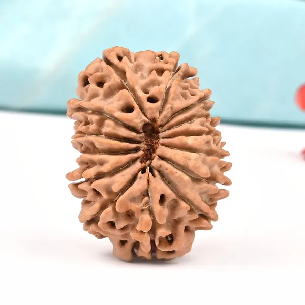 14_Mukhi_From_Nepal_Large_Lxxxii