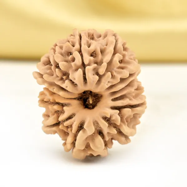 14_Mukhi_From_Nepal_Small_Cclxix