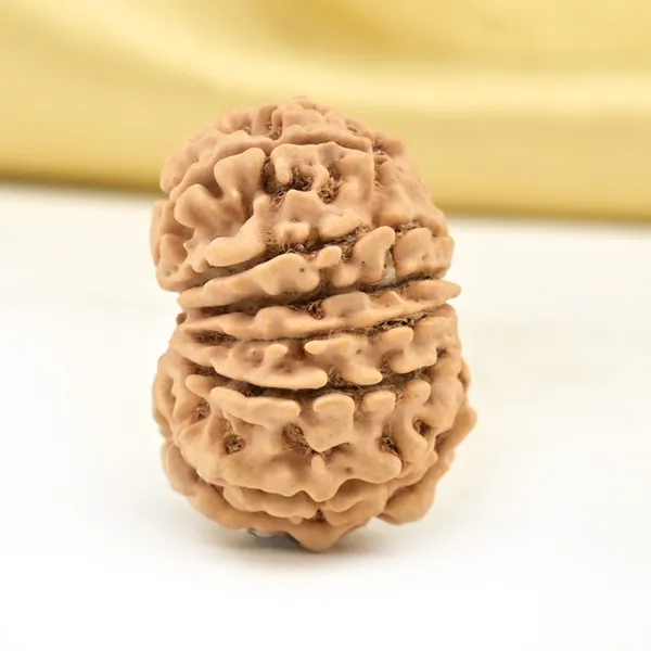 14_Mukhi_From_Nepal_Small_Cclxix