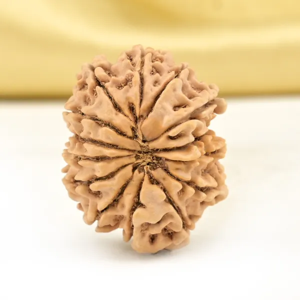 14_Mukhi_From_Nepal_Small_Cclxix