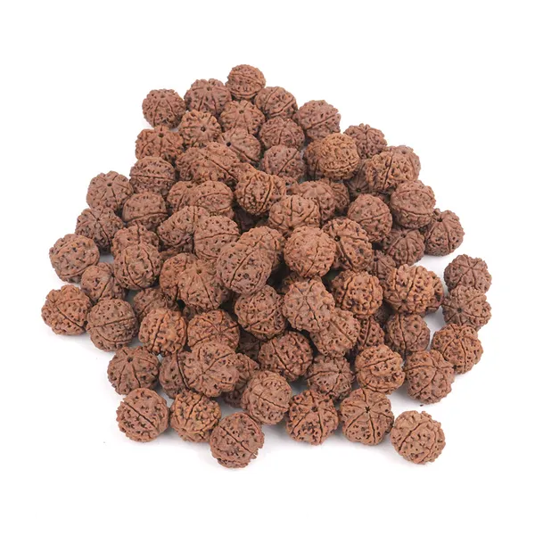Collector_6_Mukhi_Rudraksha_from_Nepal