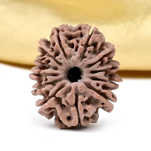 12_Mukhi_From_Nepal_Small_Cdxl