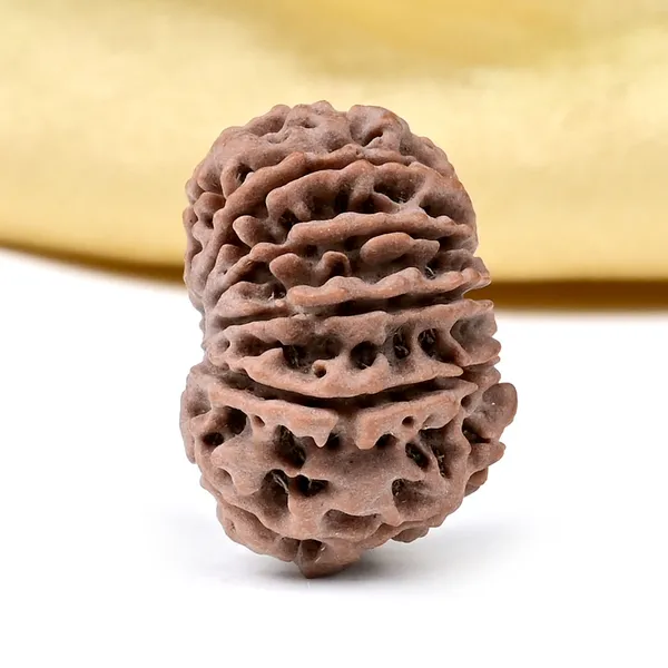 12_Mukhi_From_Nepal_Small_Cdxl